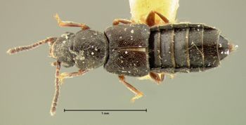 Media type: image; Entomology 6564   Aspect: habitus dorsal view